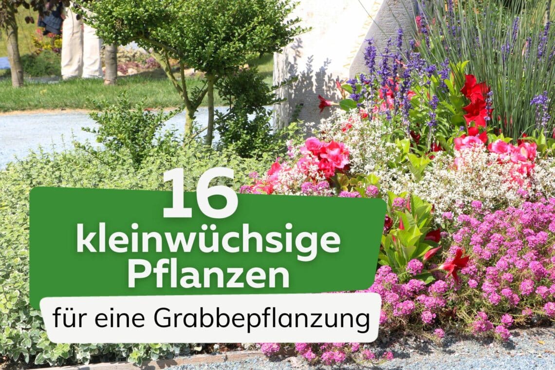 Kleinwüchsige Pflanzen für den Friedhof