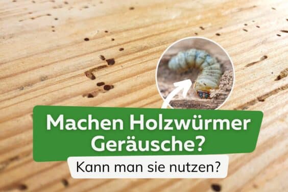 Machen Holzwürmer Geräusche?