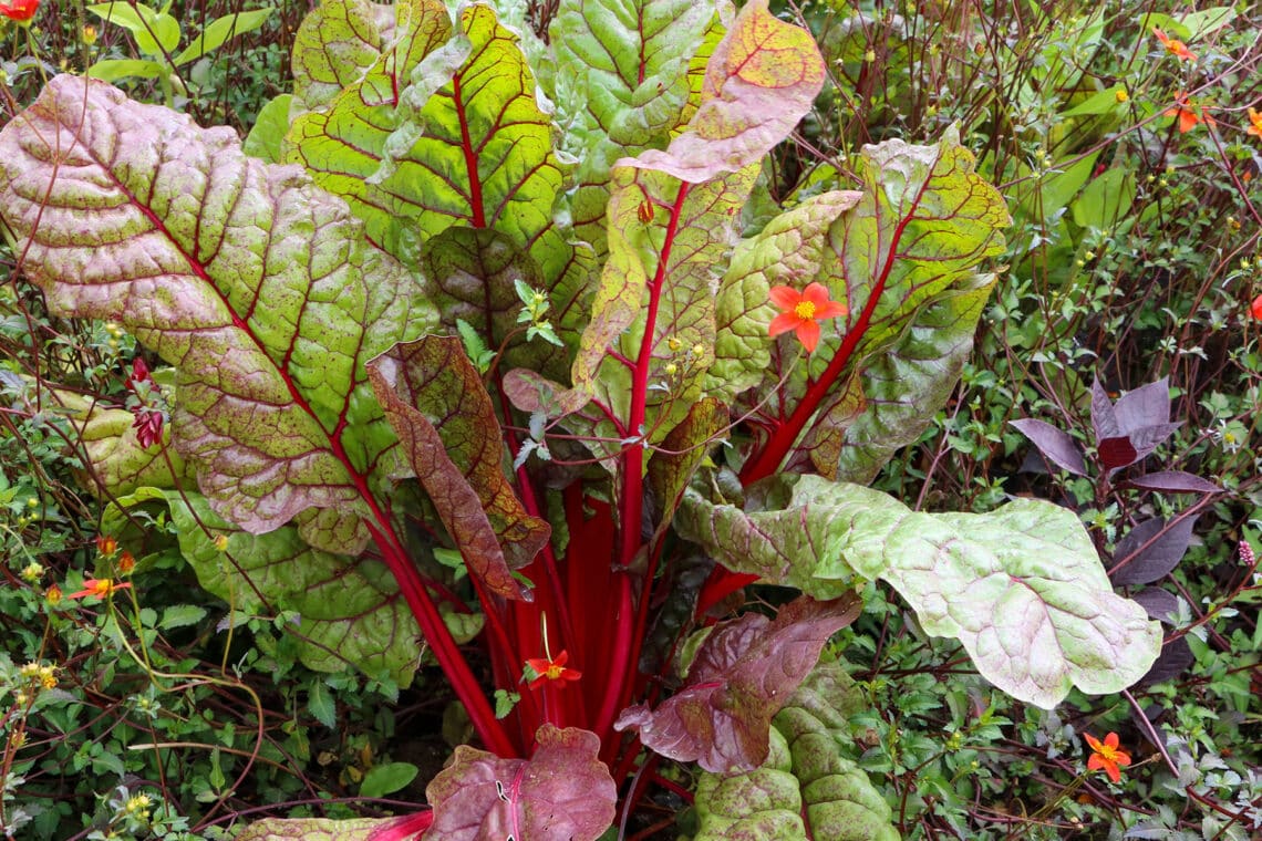 Mangold (Beta vulgaris subsp. vulgaris)