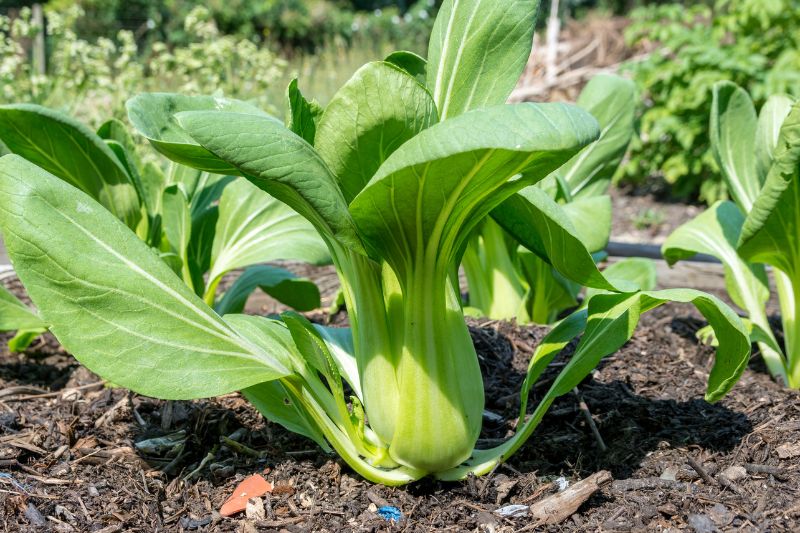 Pak Choi (Brassica rapa subsp. chinensis)