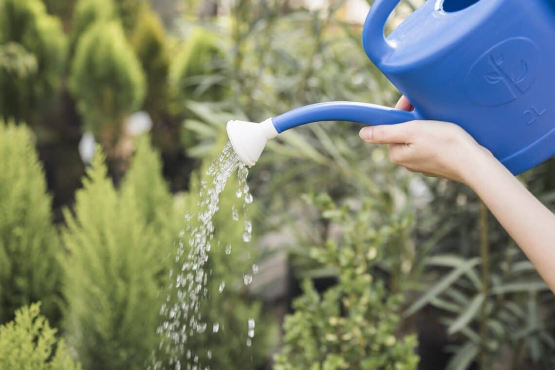 Nematoden mit Gießwasser ausbringen