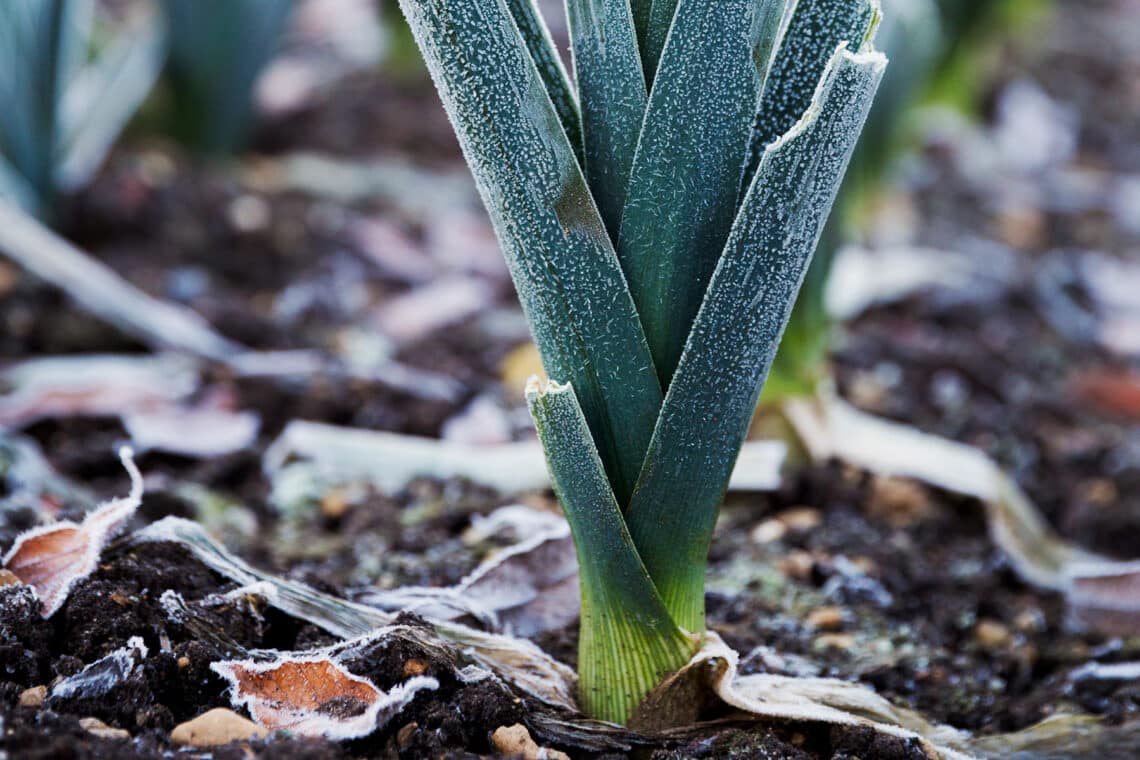 Porree [Allium ampeloprasum]