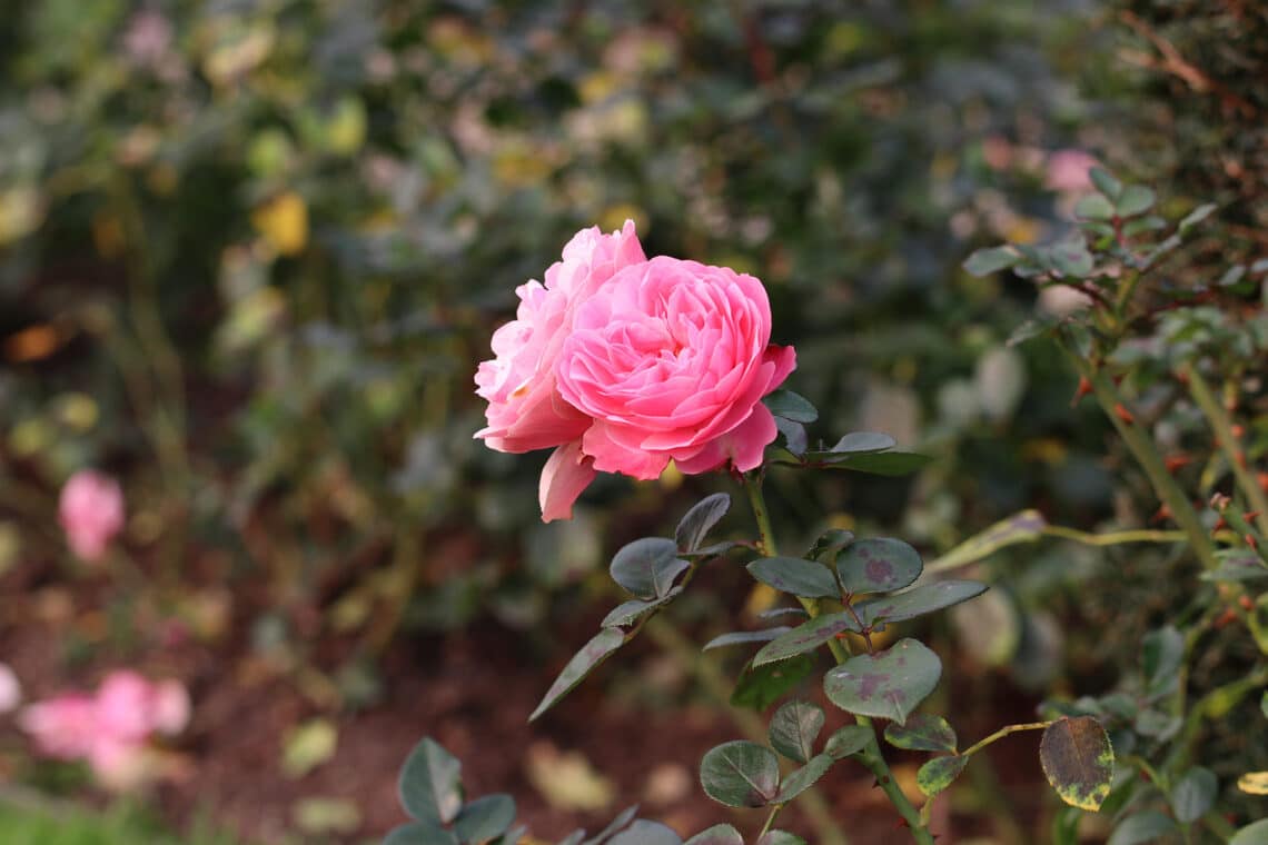 Rose "Leonardo da Vinci"