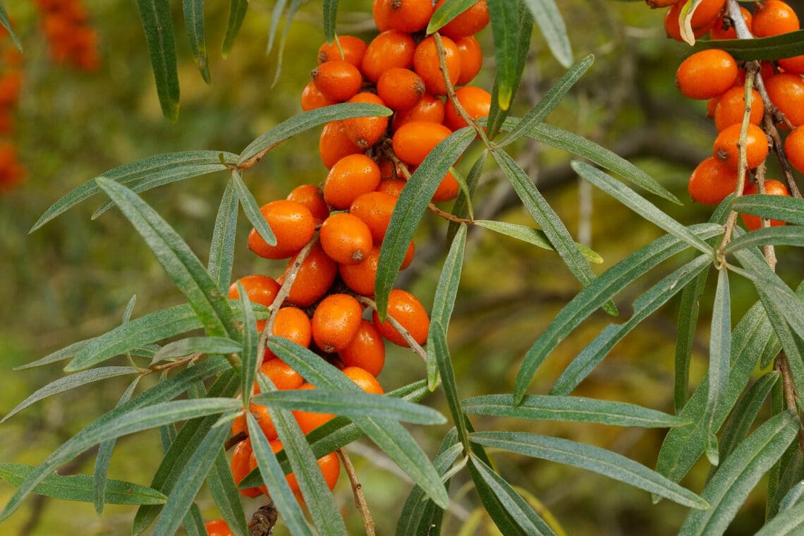 Sanddorn (Hippophae rhamnoides)