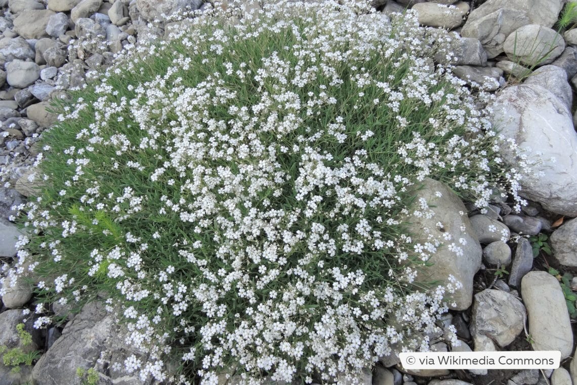 Schleierkraut (Gypsophila) im Steingarten