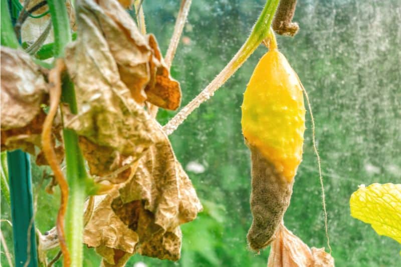 Sclerotinia-Welke an Gurke