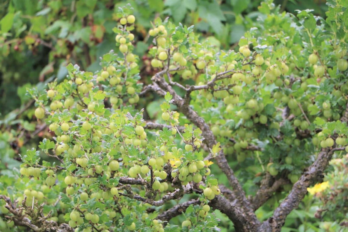 Stachelbeeren (Ribes uva-crispa)