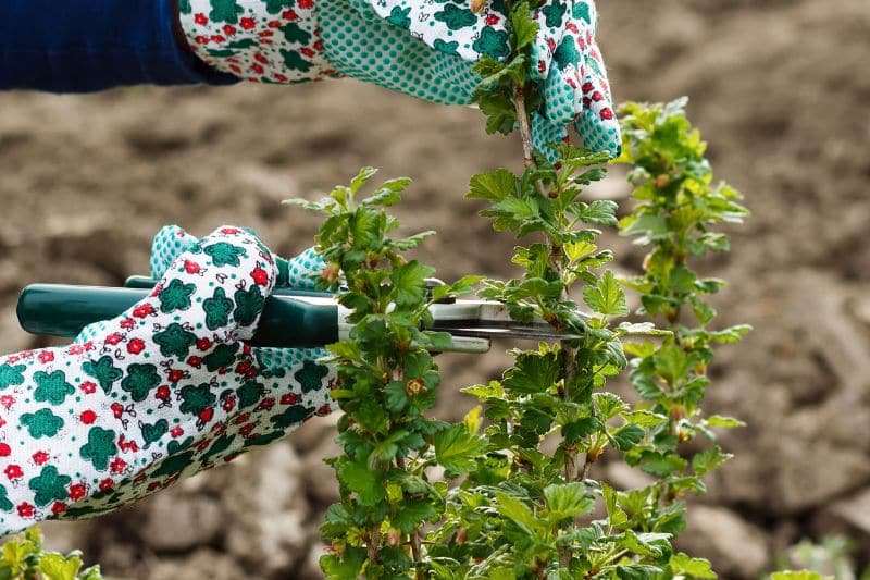 Stachelbeeren schneiden