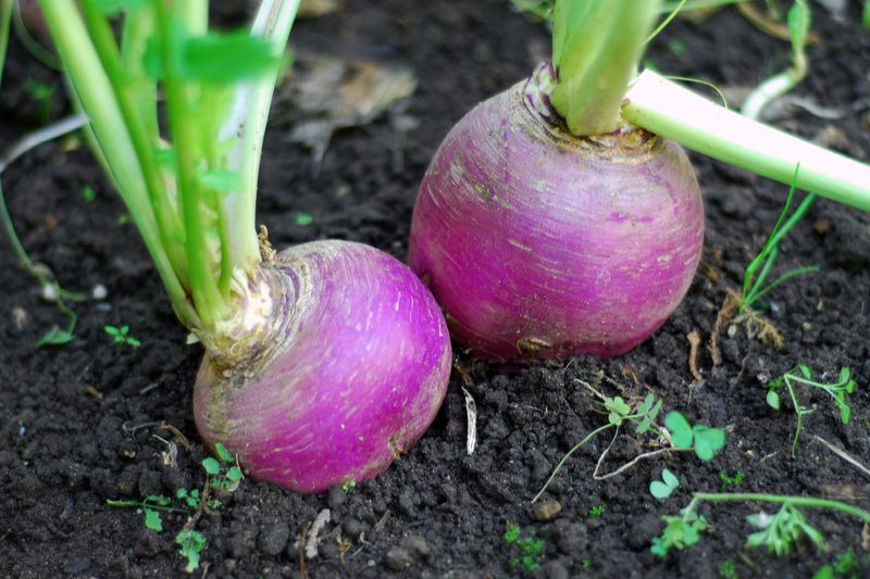 Steckrübe (Brassica napus Napobrassica Group)