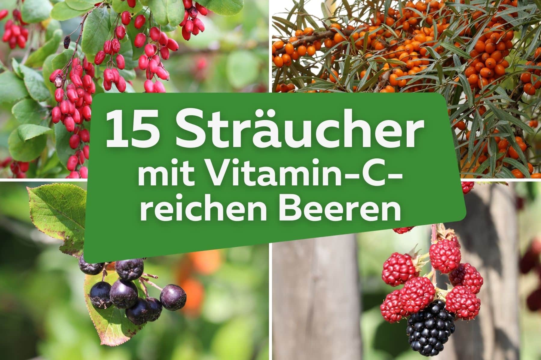 Sträucher mit Vitamin-C-reichen Beeren Titel