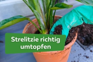 Strelitzie richtig umtopfen