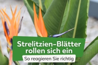 grne topfpflanzen Schnellwachsendes Pflanzen-Set