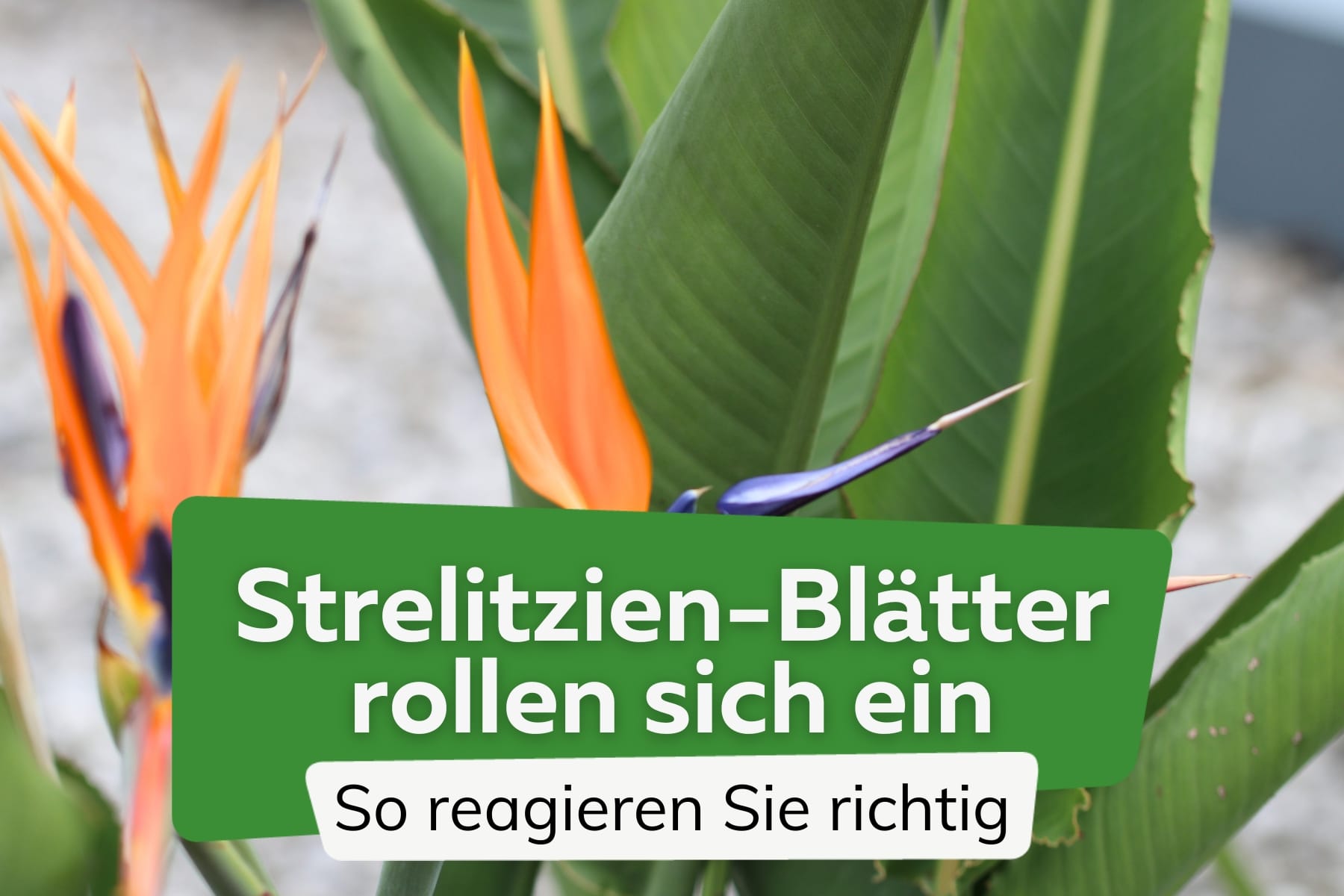 Strelitzien-Blätter rollen sich ein