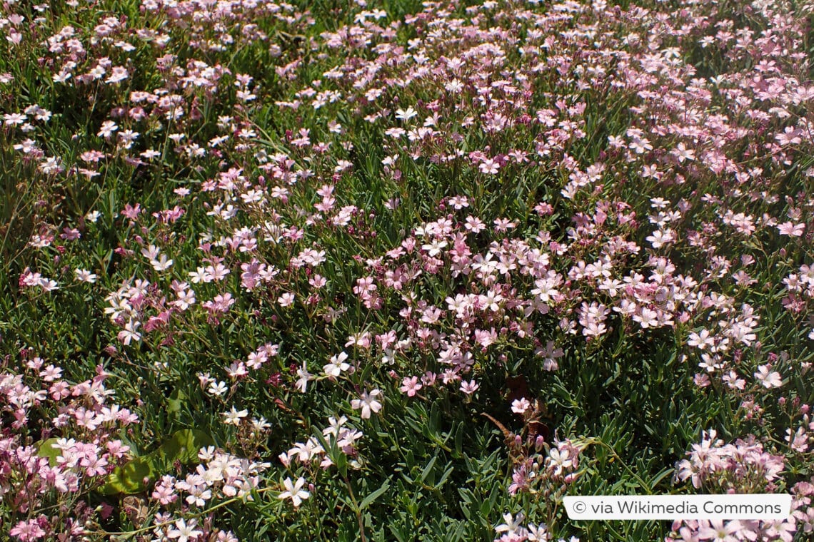 Teppich-Schleierkraut 'Rosea' (Gypsophila repens)