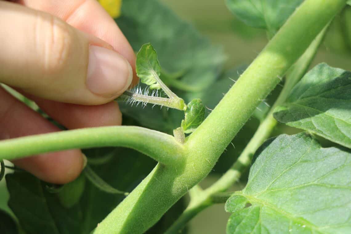 Tomatenpflanze ausgeizen