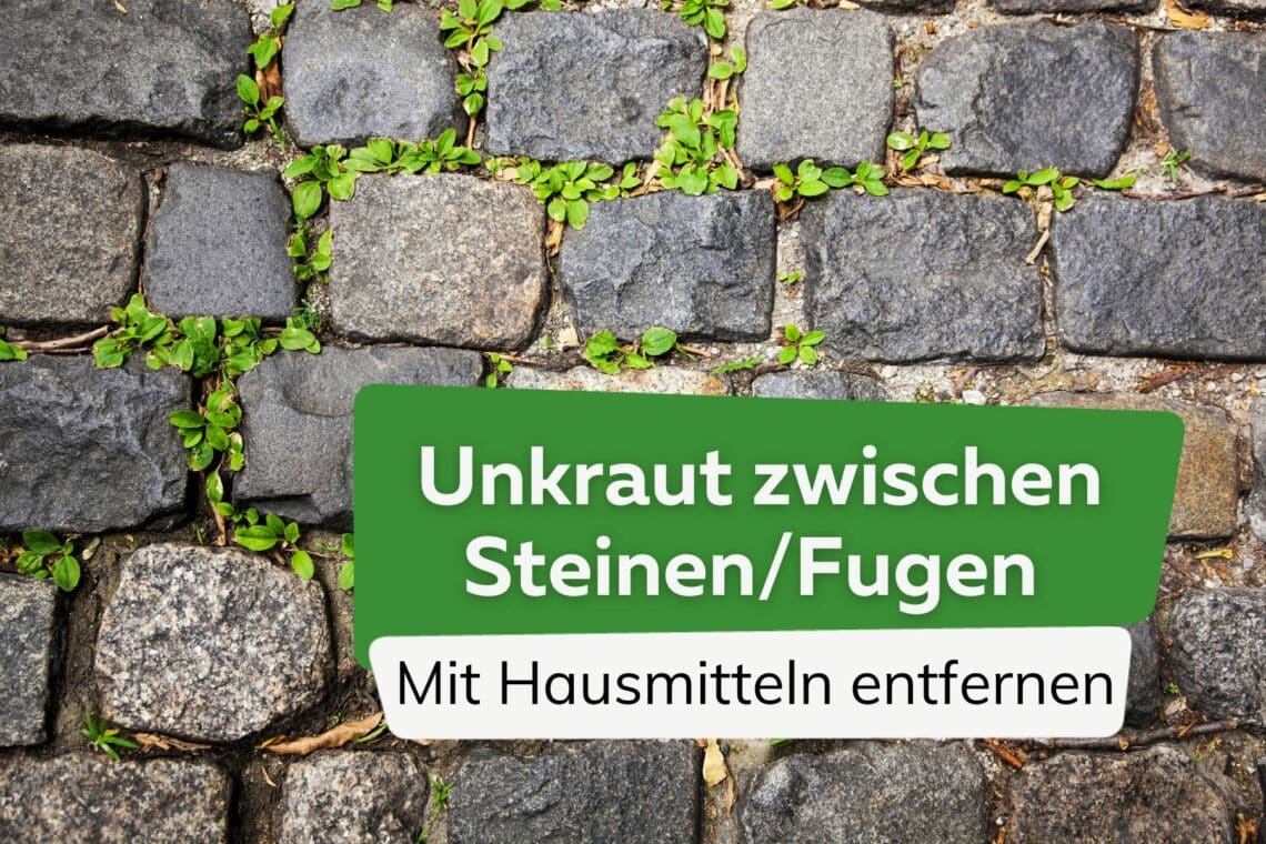 Unkraut zwischen Steinen/Fugen entfernen: 7 Hausmittel