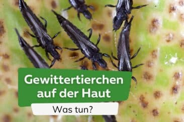 Was tun gegen Gewittertierchen auf der Haut?