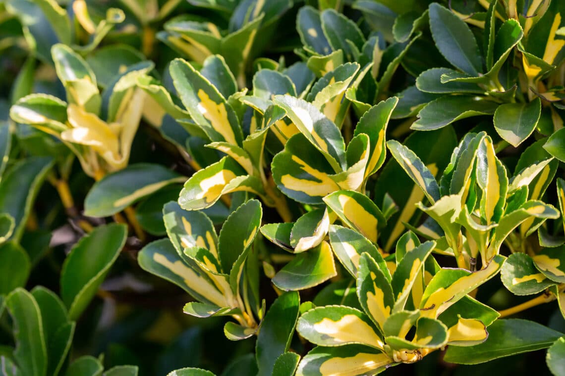 Spindelstrauch (Euonymus fortunei)