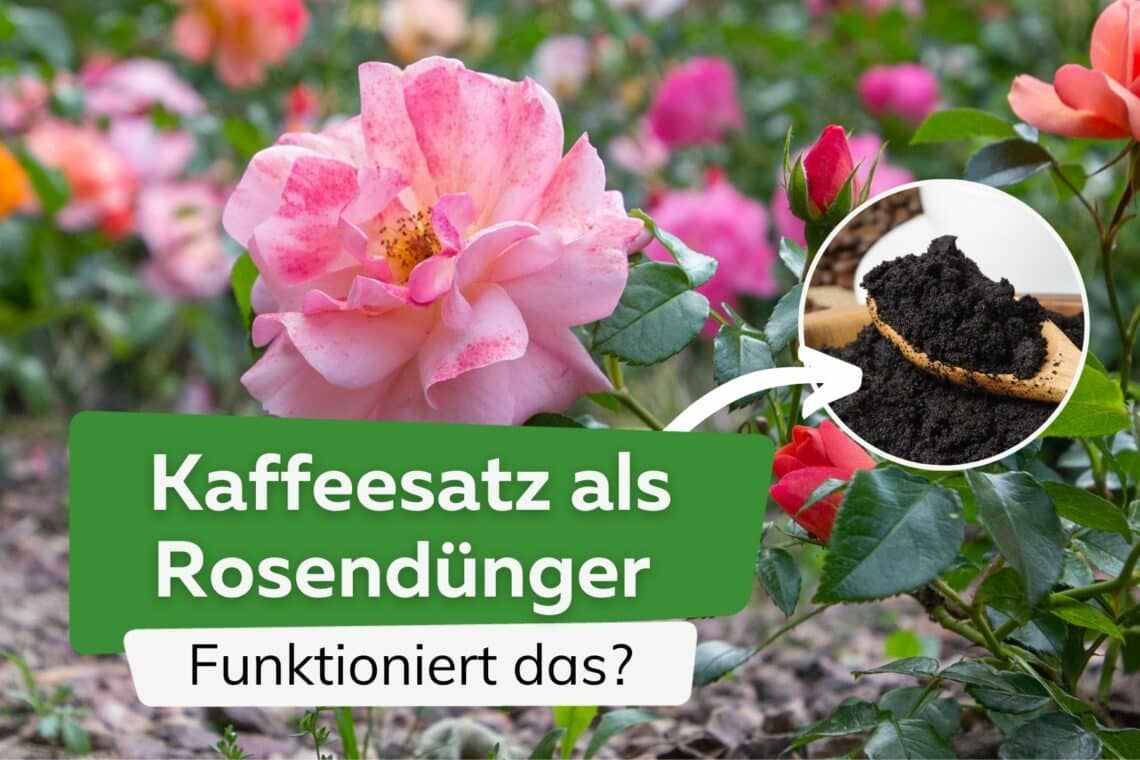 Wirkt Kaffeesatz als Dünger für Rosen?