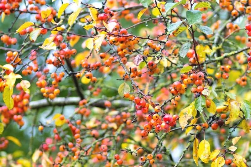 Zierapfel 'Evereste'