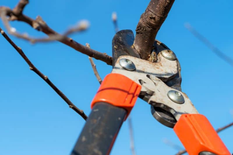 Zierapfelbaum schneiden