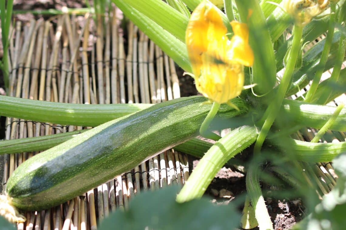 Zucchini mit Unterlage