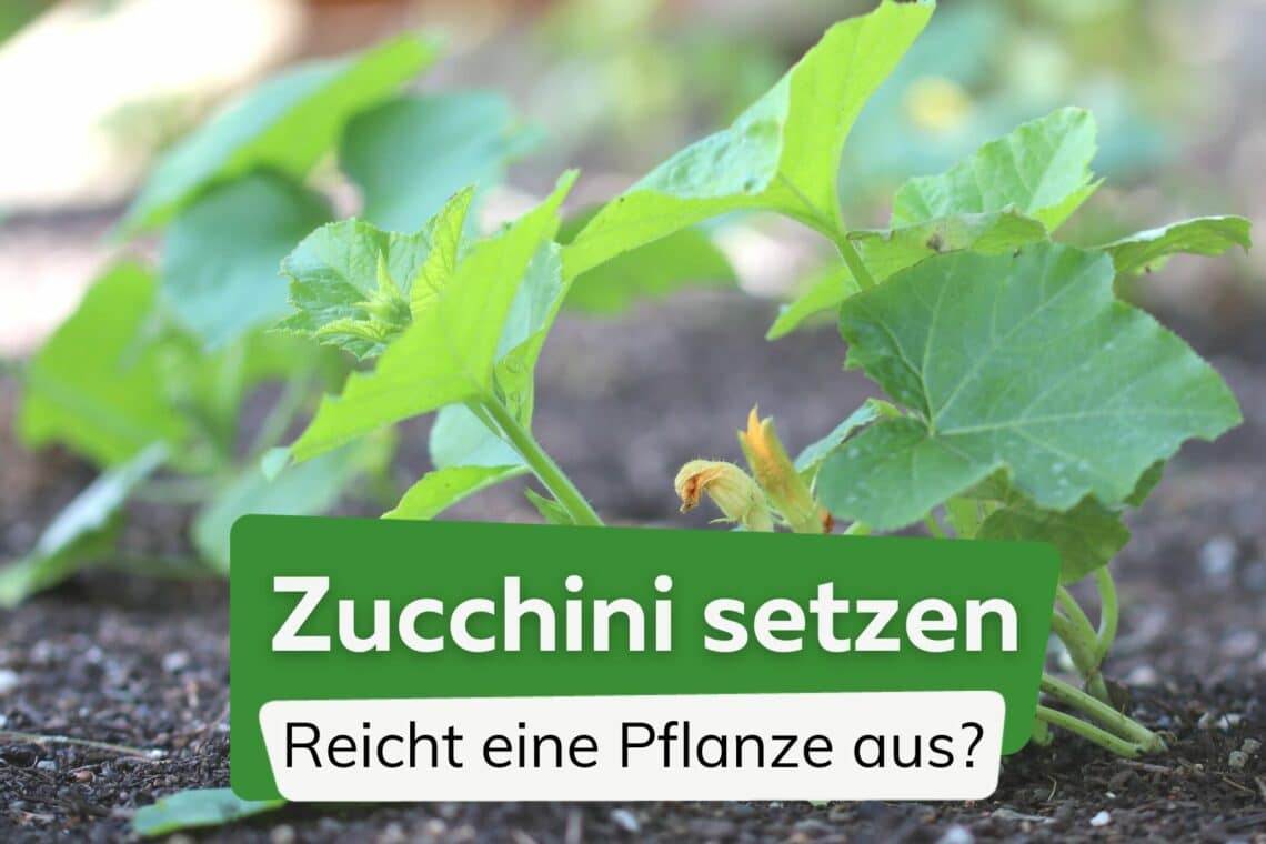 Eine oder zwei Zucchinipflanzen setzen