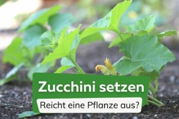 Eine oder zwei Zucchinipflanzen setzen