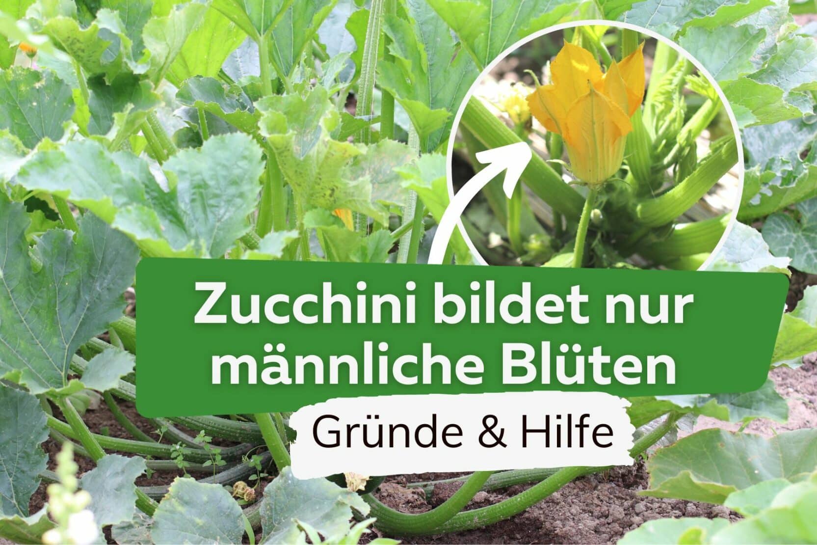 Zucchini Bluten Fallen Ab