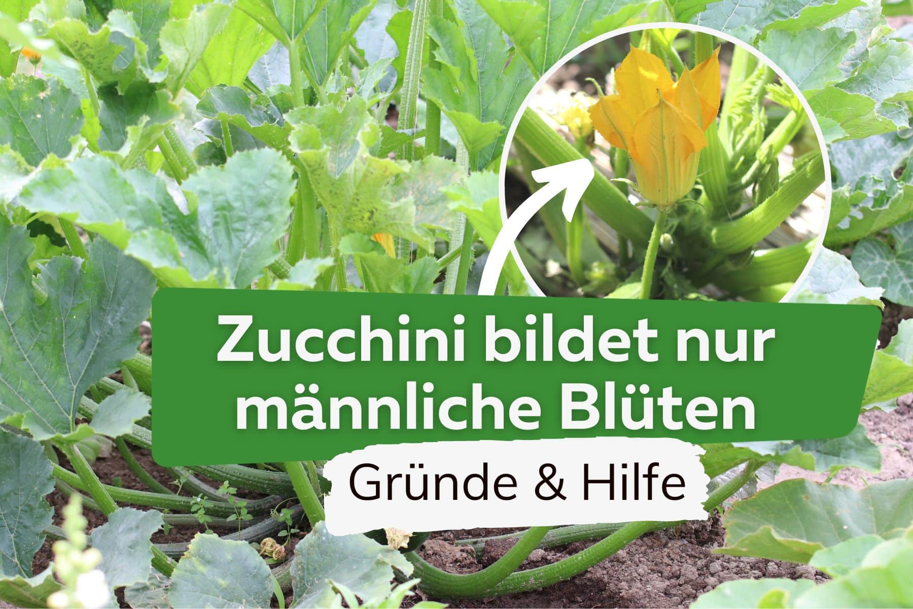 Männliche Blüten an Zucchini erkennen