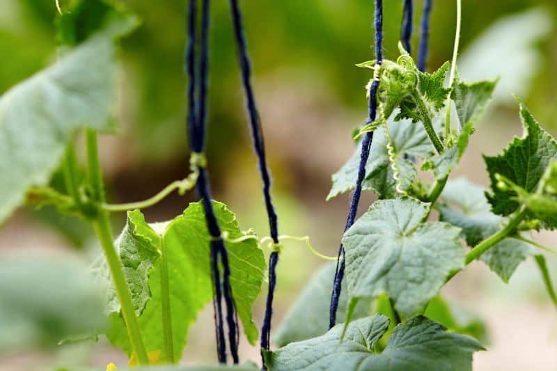 Kletterzucchini mit Rankhilfe