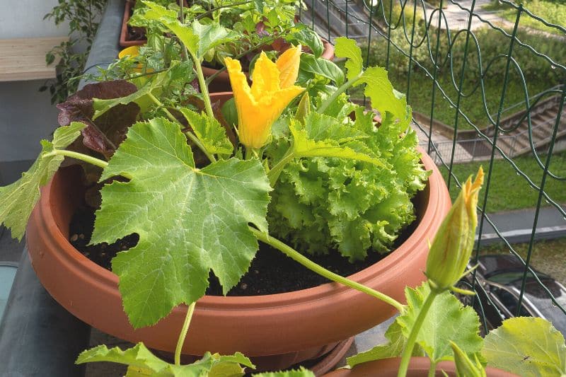 Zucchini im Topf auf dem Balkon