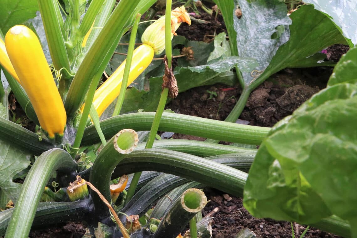 Zucchiniblätter abschneiden