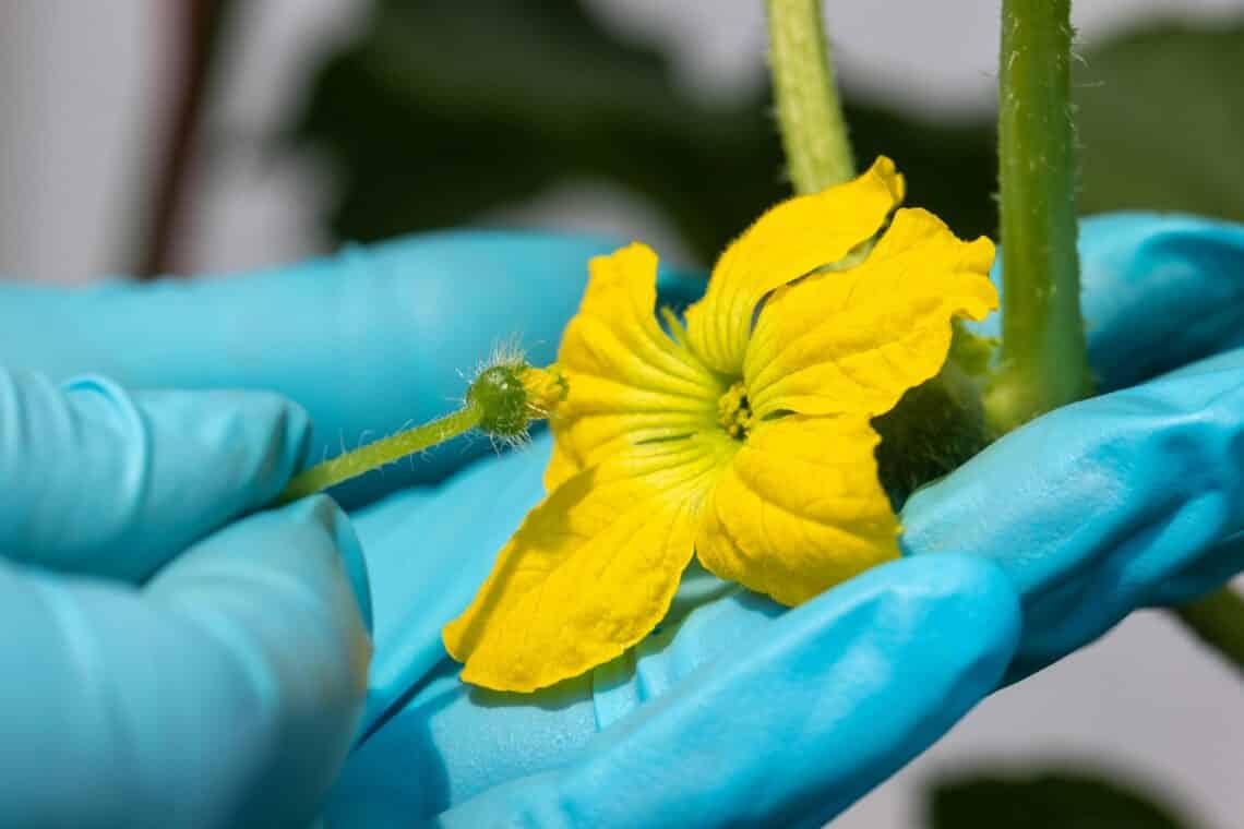 Zucchiniblüte manuell bestäuben