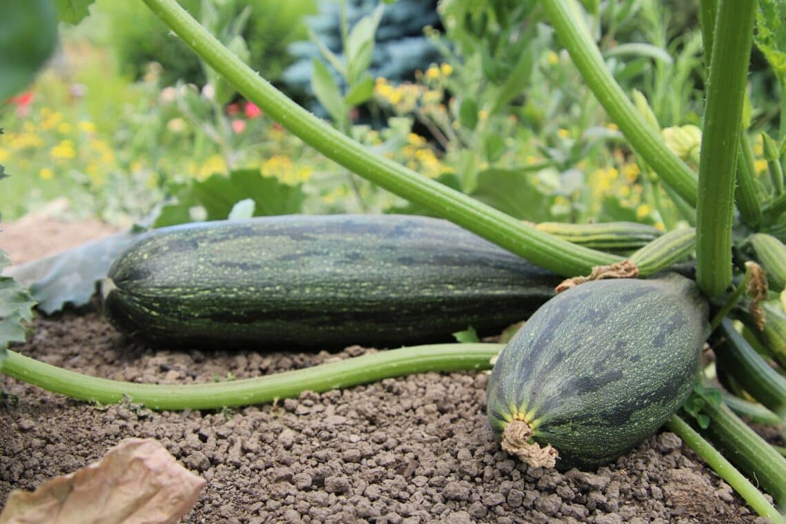 Zwei Zucchinifrüchte an Pflanze