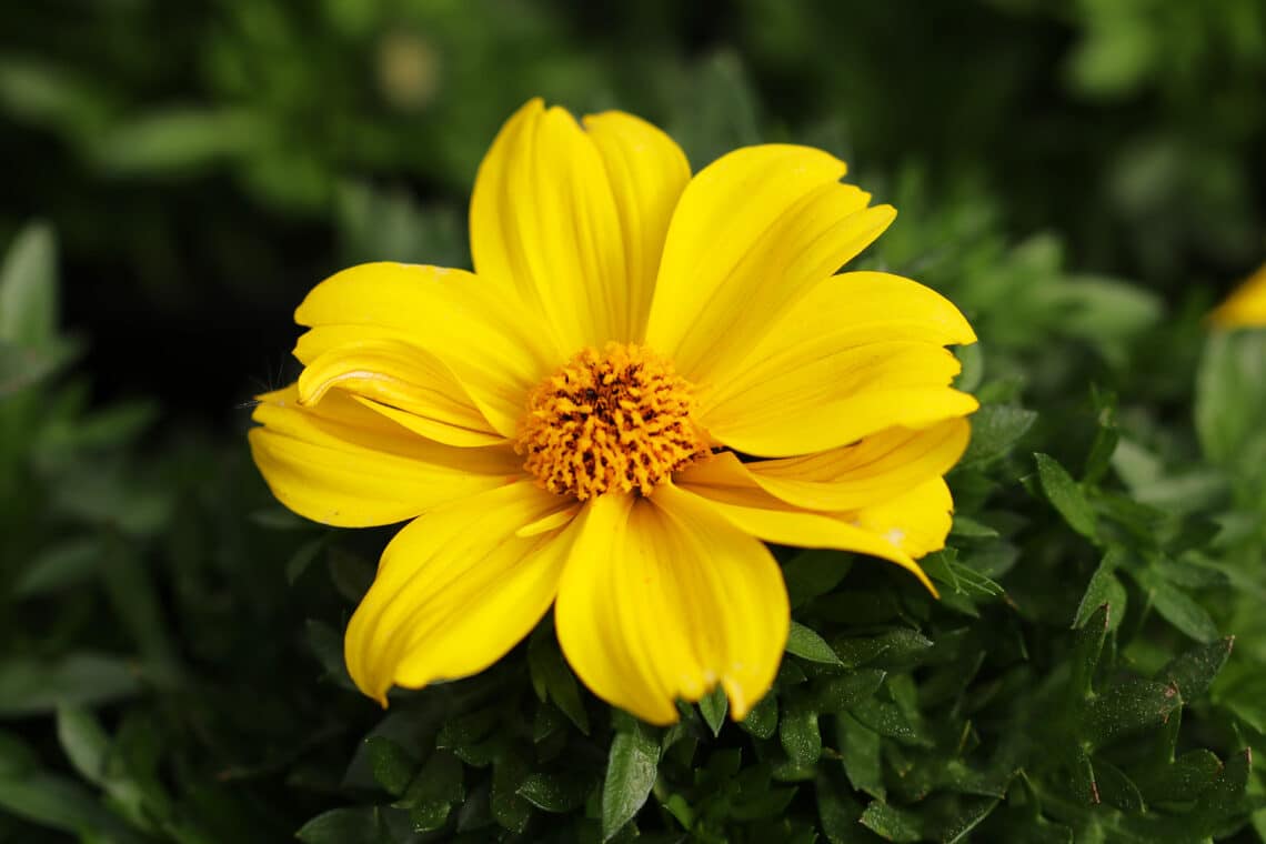 Zweizahn (Bidens ferulifolia)