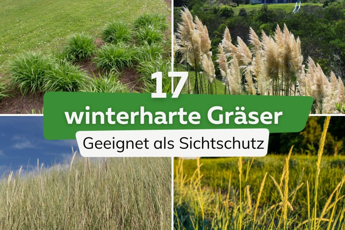 17 winterharte Gräser als Sichtschutz