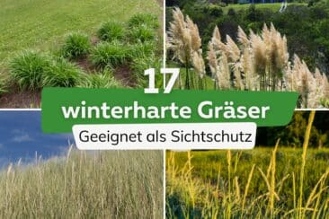 17 winterharte Gräser als Sichtschutz