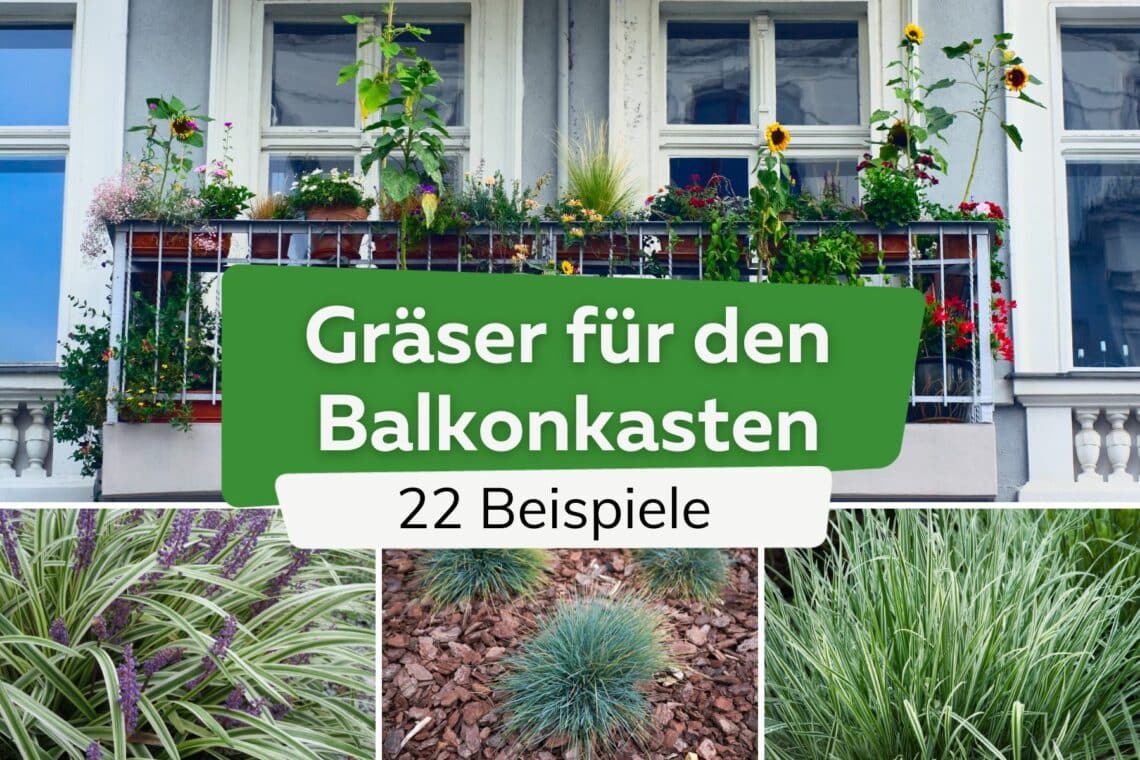 22 Gräser für den Balkonkasten