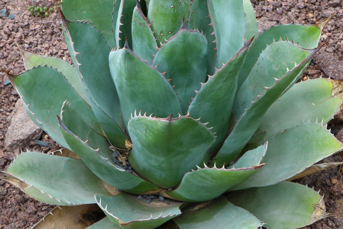 Agaven (Agave)