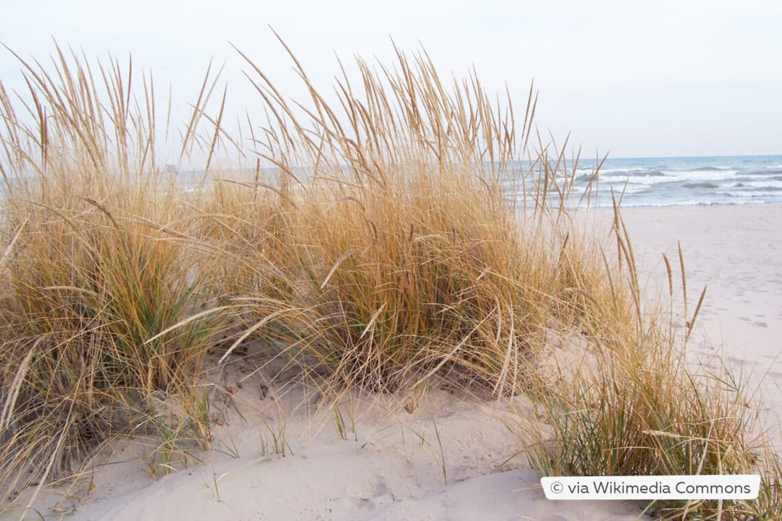 Amerikanischer Strandhafer (Ammophila breviligulata)