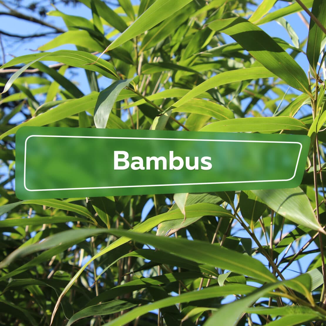 Bambus