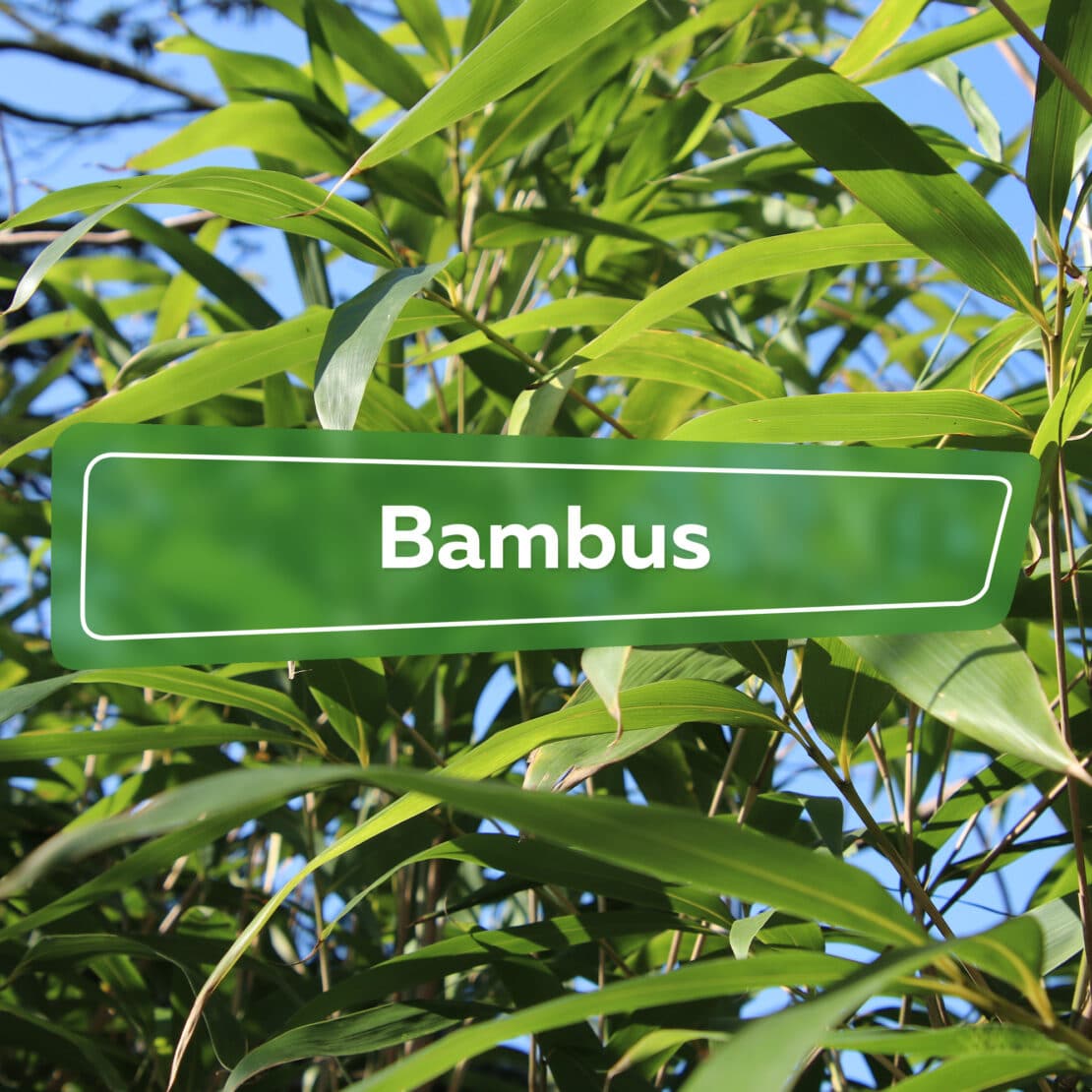 Bambus Asien Im Garten Hortica