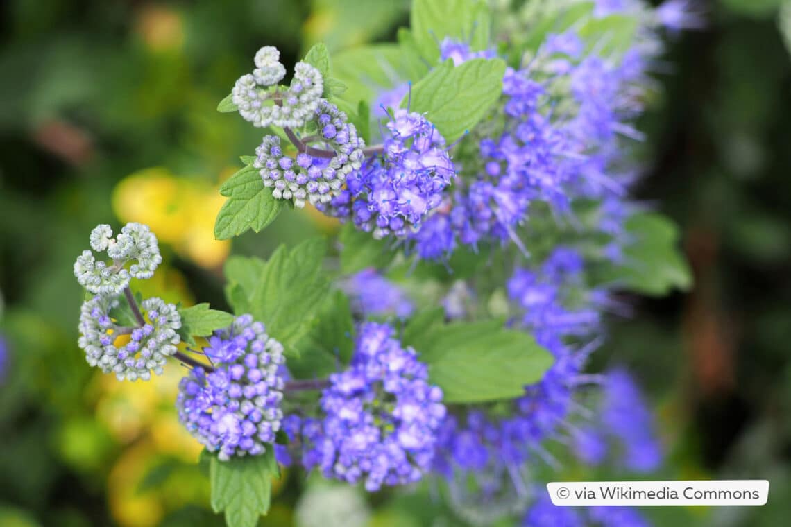 Bartblume (Caryopteris x clandonensis 'Heavenly Blue')