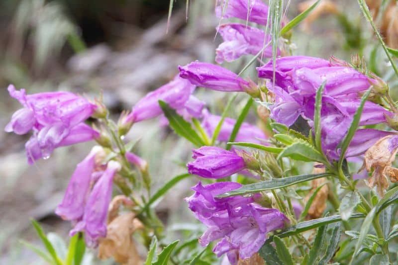 Bartfaden (Penstemon fruticosus)