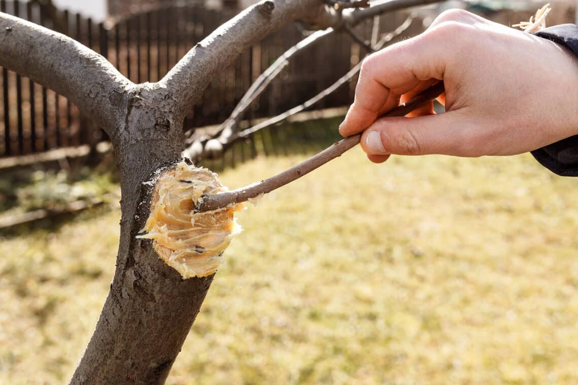 Schnittwunde am Baum versiegeln mit Baumwachs