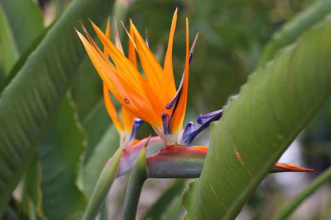 Baum-Strelitzie (Strelitzia nicolai)