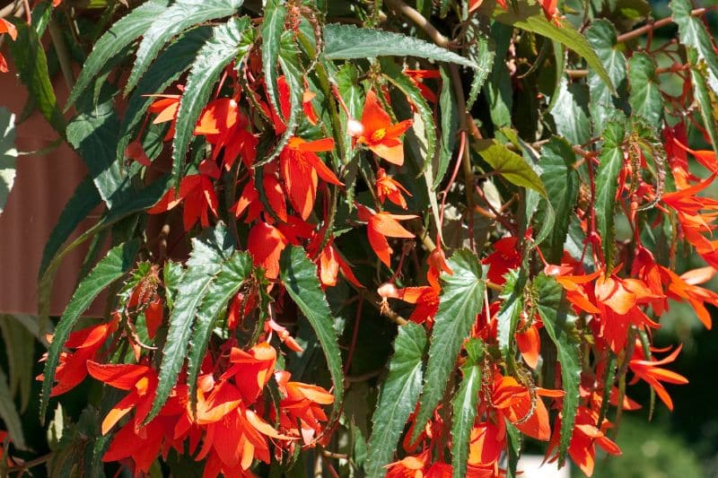 Begonie (Begonia 'Bonfire')