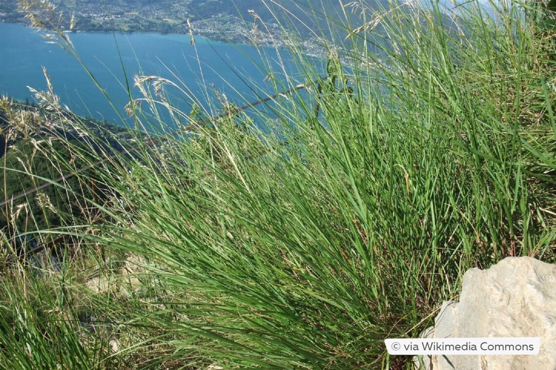 Berg-Reitgras (Calamagrostis varia)