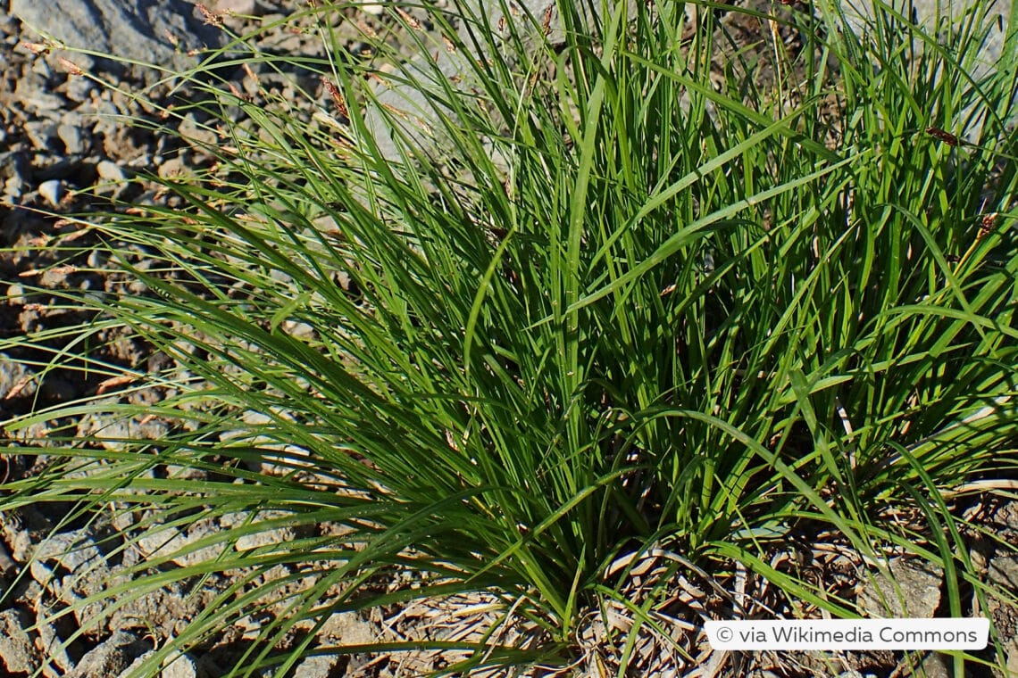 Berg-Segge (Carex montana) 